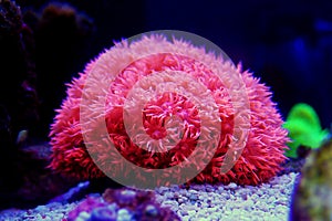 Pink Flower Pot Goniopora sp. LPS coral photo