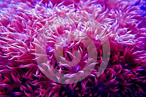 Pink Flower Pot Goniopora sp. LPS coral photo