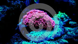 Pink Flower Pot Goniopora sp. LPS coral photo