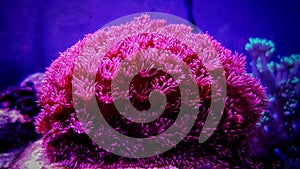 Pink Flower Pot Goniopora sp. LPS coral photo