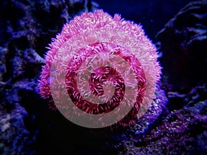 Pink Flower Pot Goniopora sp. LPS coral photo