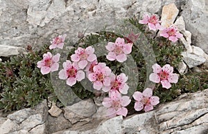 Pink flower Potentilla nitida in Triglav national park in Julian Alps in Slovenia photo