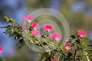 Pink flower Powder Puff or Head Powder Puff