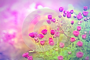 Pink flower - purple flower