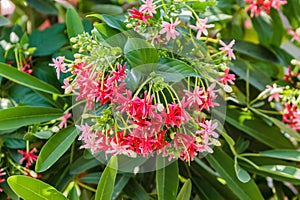 Pink flower Quisqualis indica,Chinese honeysuckle, Rangoon Creep