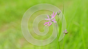 Pink flower of ragged-robin, silene flos-cuculi. Ragged robin, lychnis flos-cuculi. Static. photo