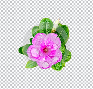 pink flower on rain drop green leaf tree branch png aromatic herbaceous flower mint leaves flower