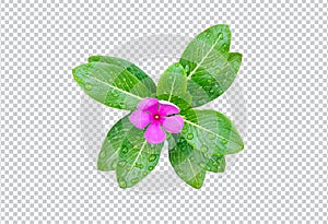 pink flower on rain drop green leaf tree branch png aromatic herbaceous flower mint leaves flower