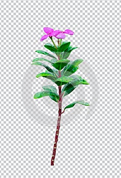 pink flower on rain drop green leaf tree branch png aromatic herbaceous flower mint leaves flower