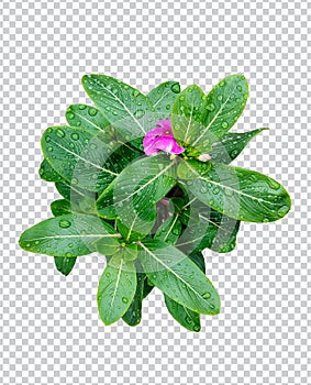 pink flower on rain drop green leaf tree branch png aromatic herbaceous flower mint leaves flower