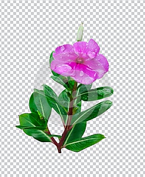 pink flower on rain drop green leaf tree branch png aromatic herbaceous flower mint leaves flower