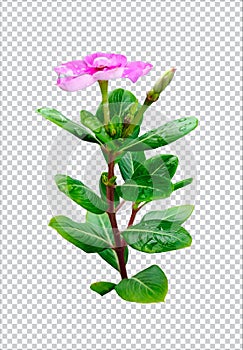 pink flower on rain drop green leaf tree branch png aromatic herbaceous flower mint leaves flower