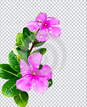 pink flower on rain drop green leaf tree branch png aromatic herbaceous flower mint leaves flower