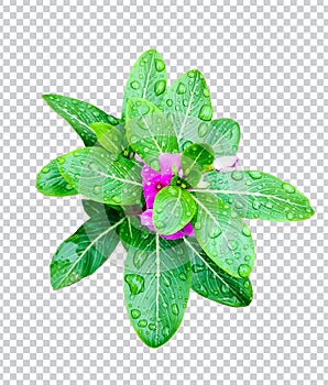 pink flower on rain drop green leaf tree branch png aromatic herbaceous flower mint leaves flower