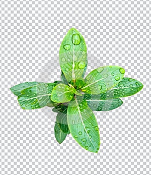 pink flower on rain drop green leaf tree branch png aromatic herbaceous flower mint leaves flower