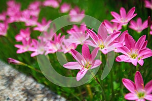 Pink flower. Rain Lily. Zephyranthes rosea