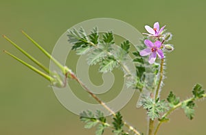 Pink flower of redstem stork`s bill or pinweed on a meadow, Erodium cicutarium photo