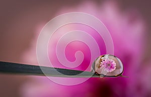 Pink flower reflected in water drop