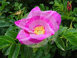 Pink flower rose closeup