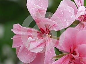 Pink Flower
