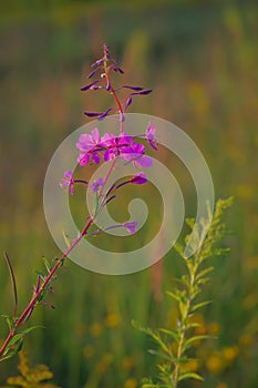 Pink flower of rosebay willowherb on light green background