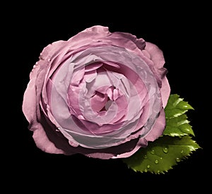 Pink flower roses on the black isolated background with clipping path no shadows. Rose with green leaves. For design. Clos