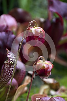 Pink flower of a Sarracenia purpurea  with water drops