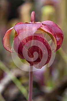 Pink flower of a Sarracenia purpurea  with water drops
