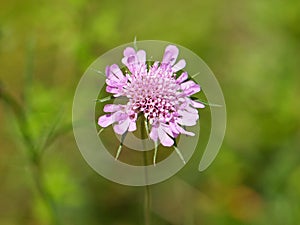 Pink flower of Scabiosa lucida, known as Glossy scabious photo