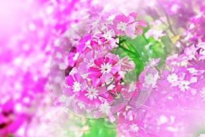 Pink flower scene