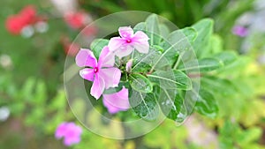 pink flower shameless maria garden plant botanical beautiful nature