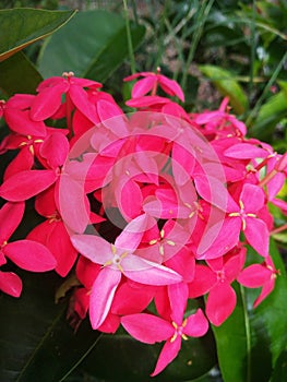 PINK FLOWER SHOW PEAS PLANT