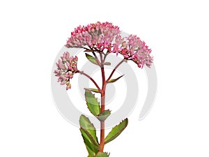 Pink flower of showy stonecrop isolated on white, Hylotelephium spectabile