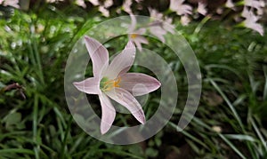 Pink flower. Single blossom of rain lily, Zephyranthes. Green grass background.