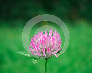 Pink flower single red clover blossom, Trifolium pratense inflorescence