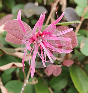 Pink Flower with Sliced Petals