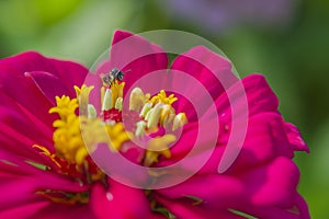 Pink flower with small bee