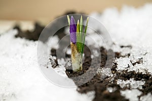 Pink flower on soil, snow around