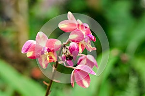 Pink flower of Spathoglottis plicata Blume orchid