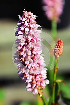 The pink flower spike on a bistort plant