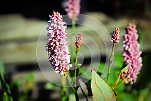 The pink flower spikes on a bistort plant