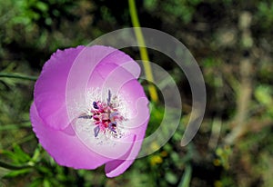 Pink flower of Splendid mariposa lily photo