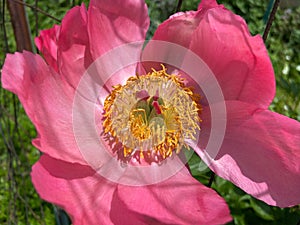 Pink Flower and Stamen in May in Spring