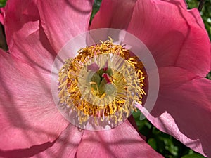 Pink Flower and Stamen in May in Spring