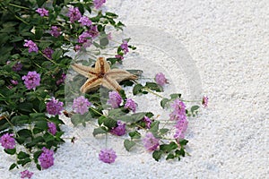 Pink flower and starfish on white sand background