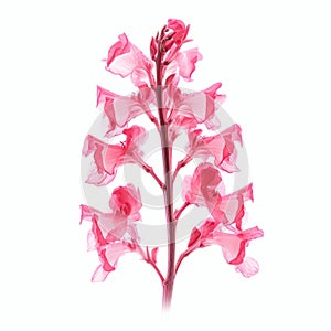 Pink Flower Stem Isolated On White Background - 3d Illustration