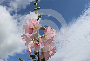 Pink flower Stockroses close up against a blue sky