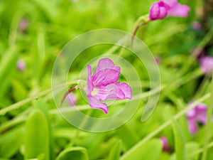 pink flower succulent plant Pinguicula moranensis ,Tina, grandiflora ,Mexican Butterworts Carnivorous photo