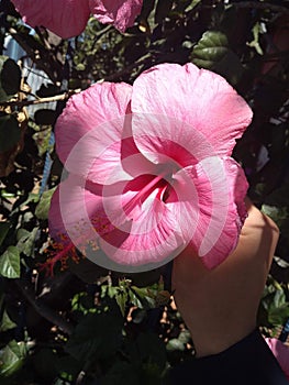 Pink flower in the sun