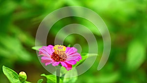 Pink flower sunlit intimate garden scenery